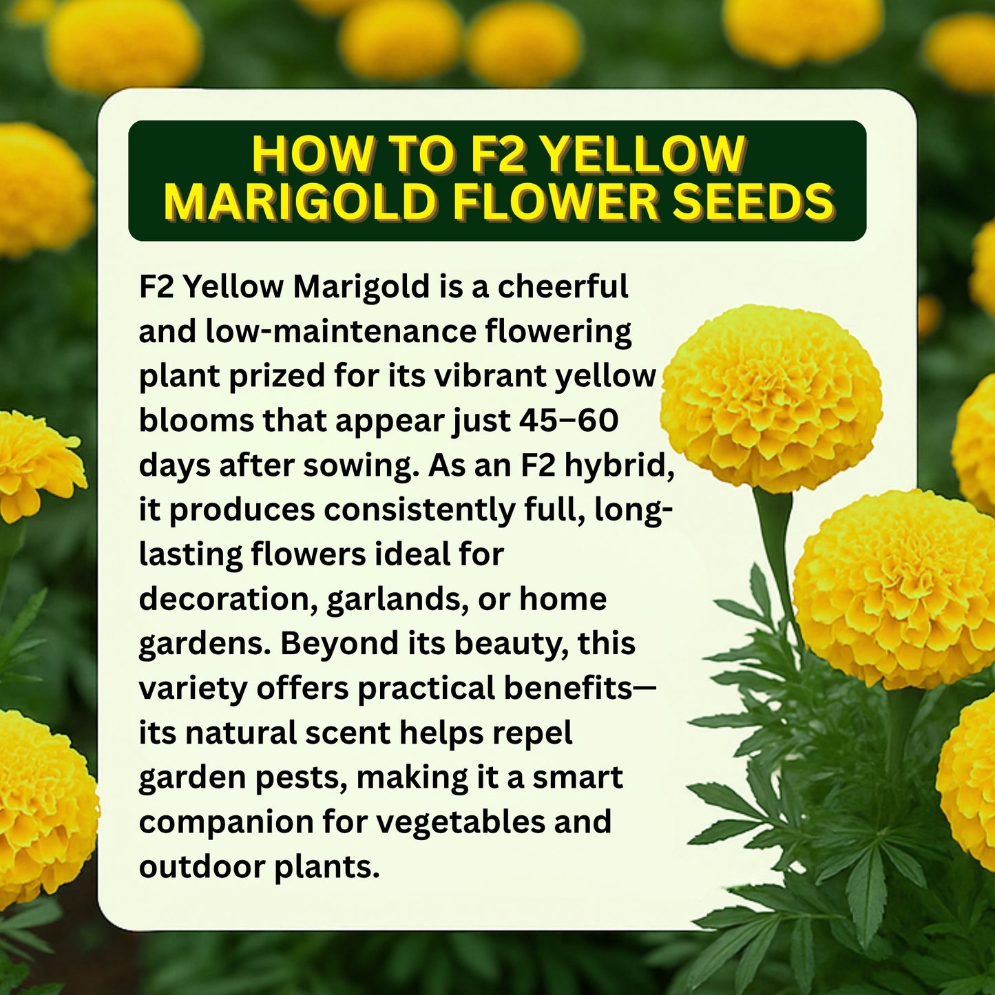 F2 Yellow Marigold Flower Seeds