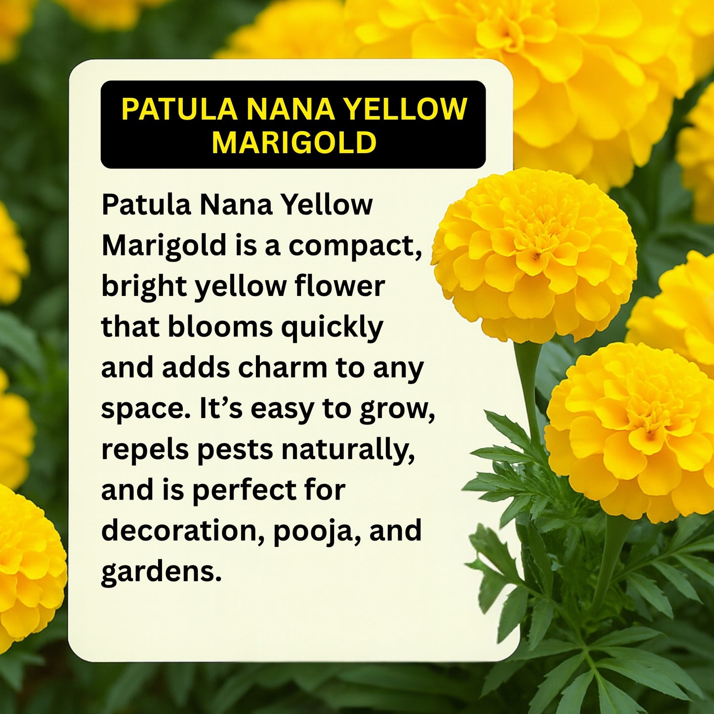 Patula Nana Yellow Marigold Seeds