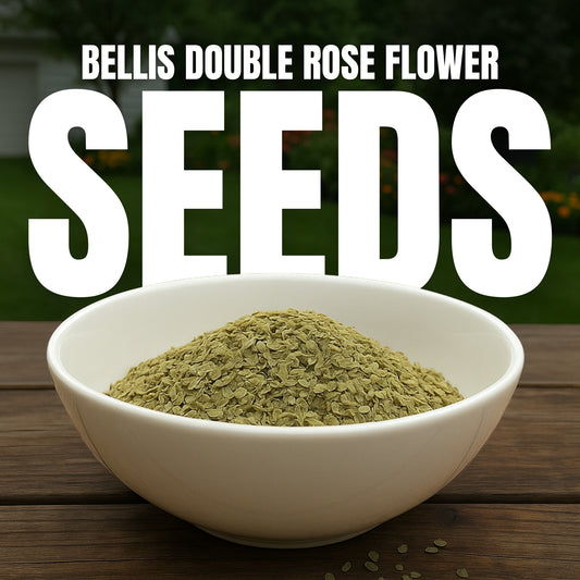 Bellis Double Rose Flower Seeds