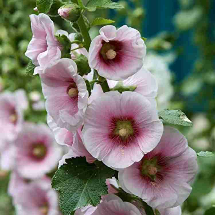 Summer Carnival Hollyhocks Flower Seeds