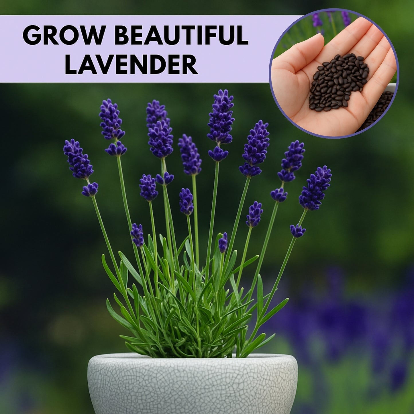 Lavender Seeds