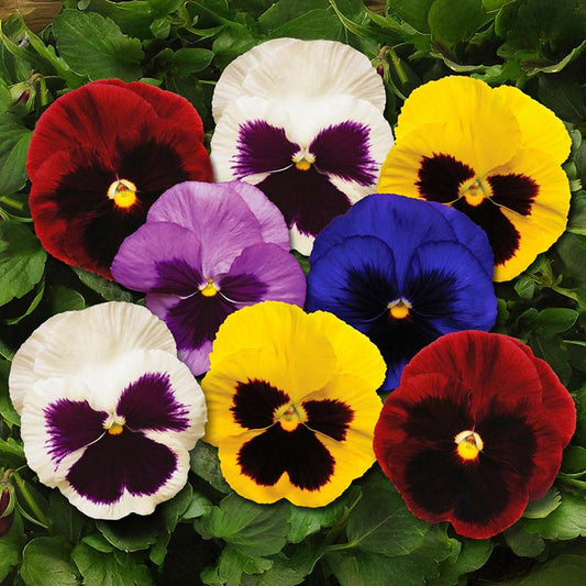 Pansy F1 Large-Flowered Spring Matrix Series Seeds