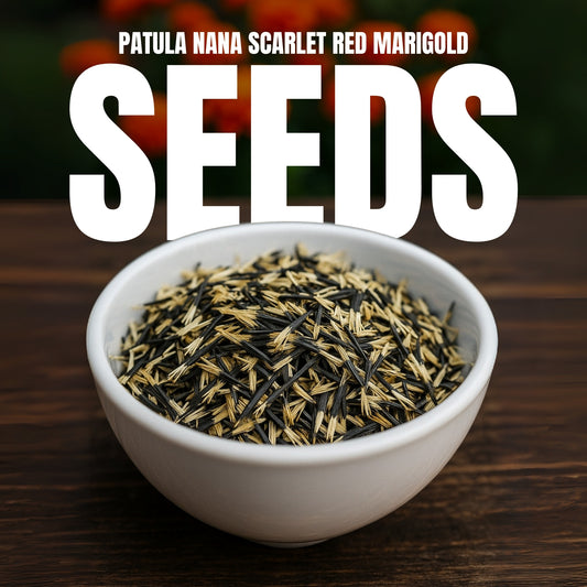 Patula Nana Scarlet Red Marigold Seeds