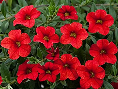 Petunia Scarlet Red Flower Seeds