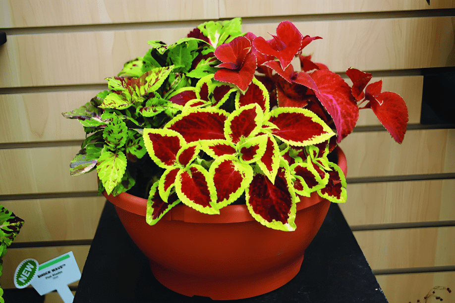 Coleus Wizard Mix Seeds