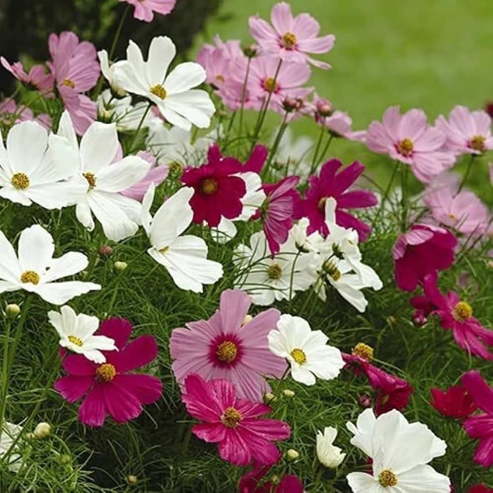 Cosmos Sonata Series Flower Seeds