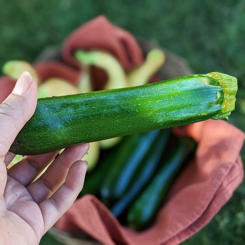 Zucchini Long Green Seeds