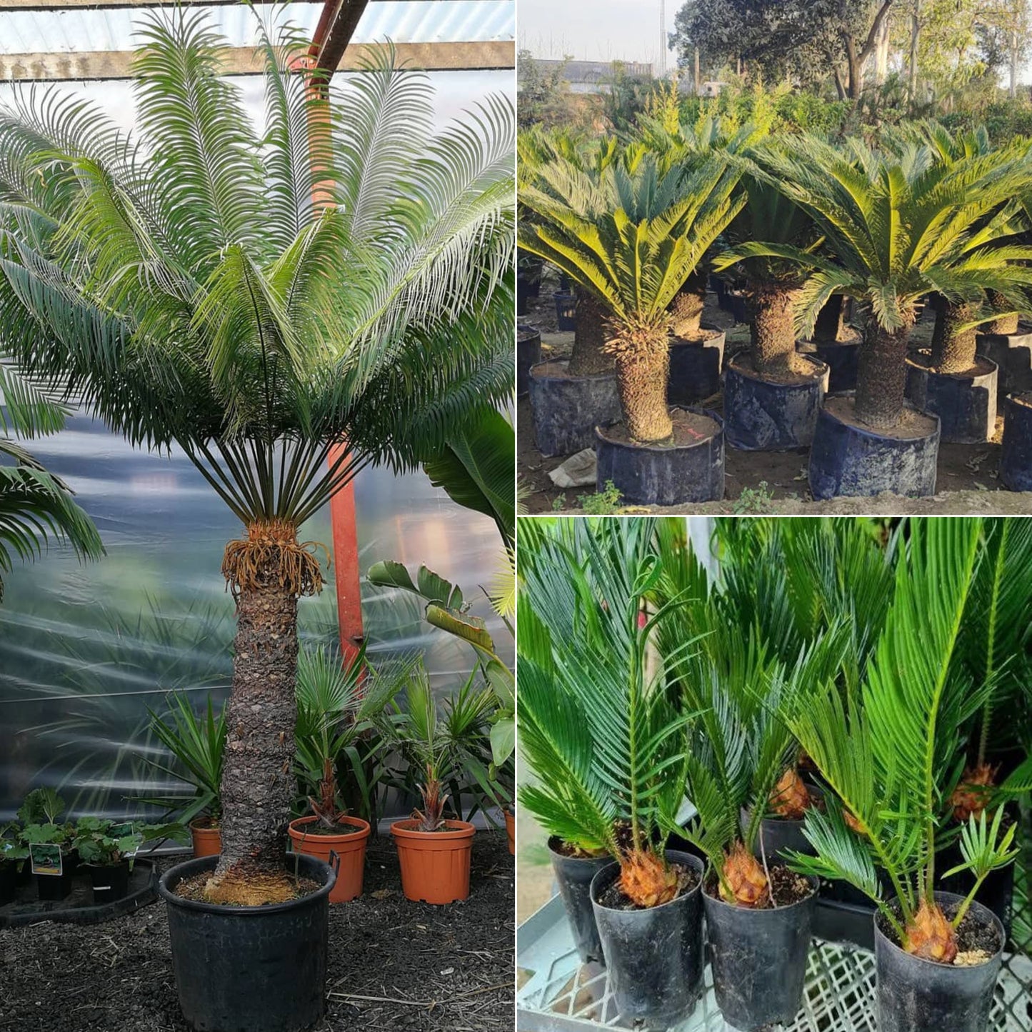 Cycas