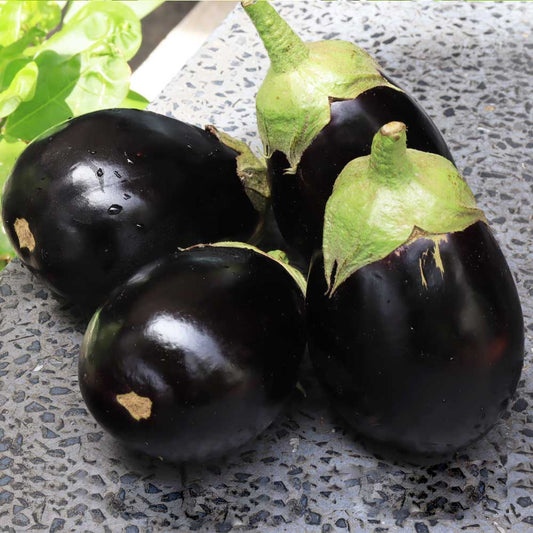 Brinjal Black Beauty Round Seeds