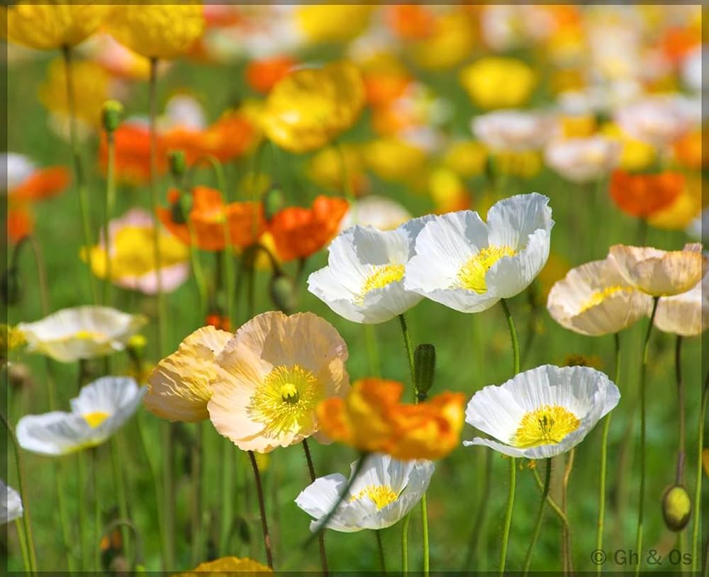 Poppy Iceland Mixed Flower Seeds