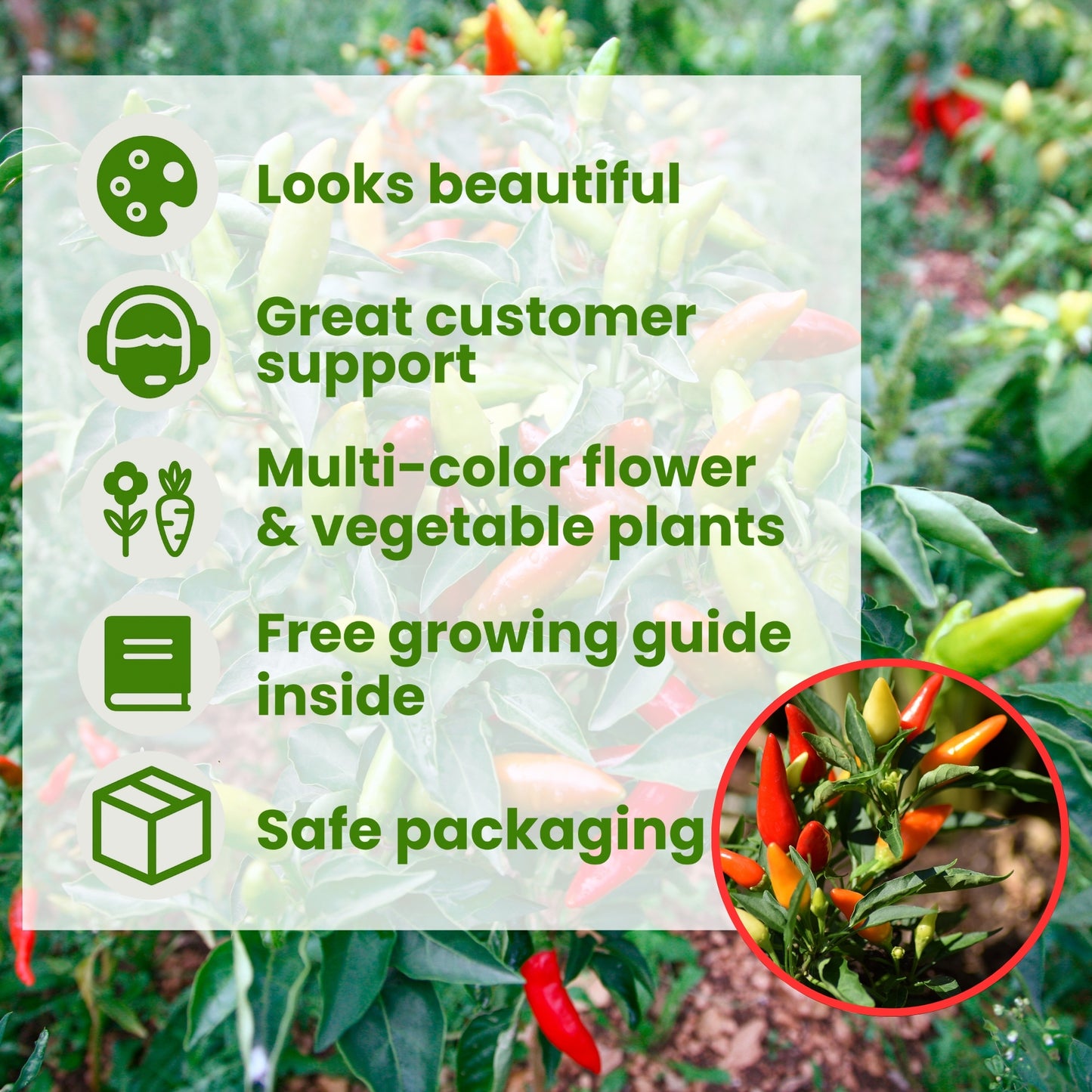 Ornamental Chilli -Choice Pointed Mixed seeds