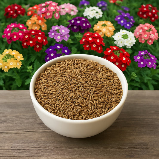 Dwarf Burgundy with Eye