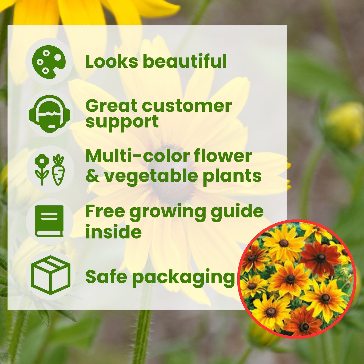 Rudbeckia Rustic Dwarf Mixed - Buy 1 Get 1 Free (300 seeds)