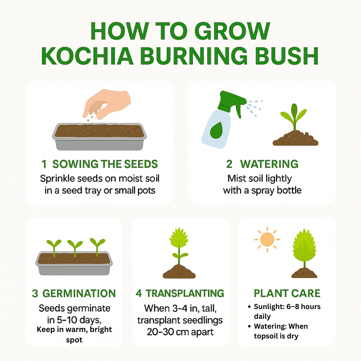 Kochia Burning Bush seeds