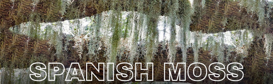 Spanish Moss Air Plant Pack Of 2