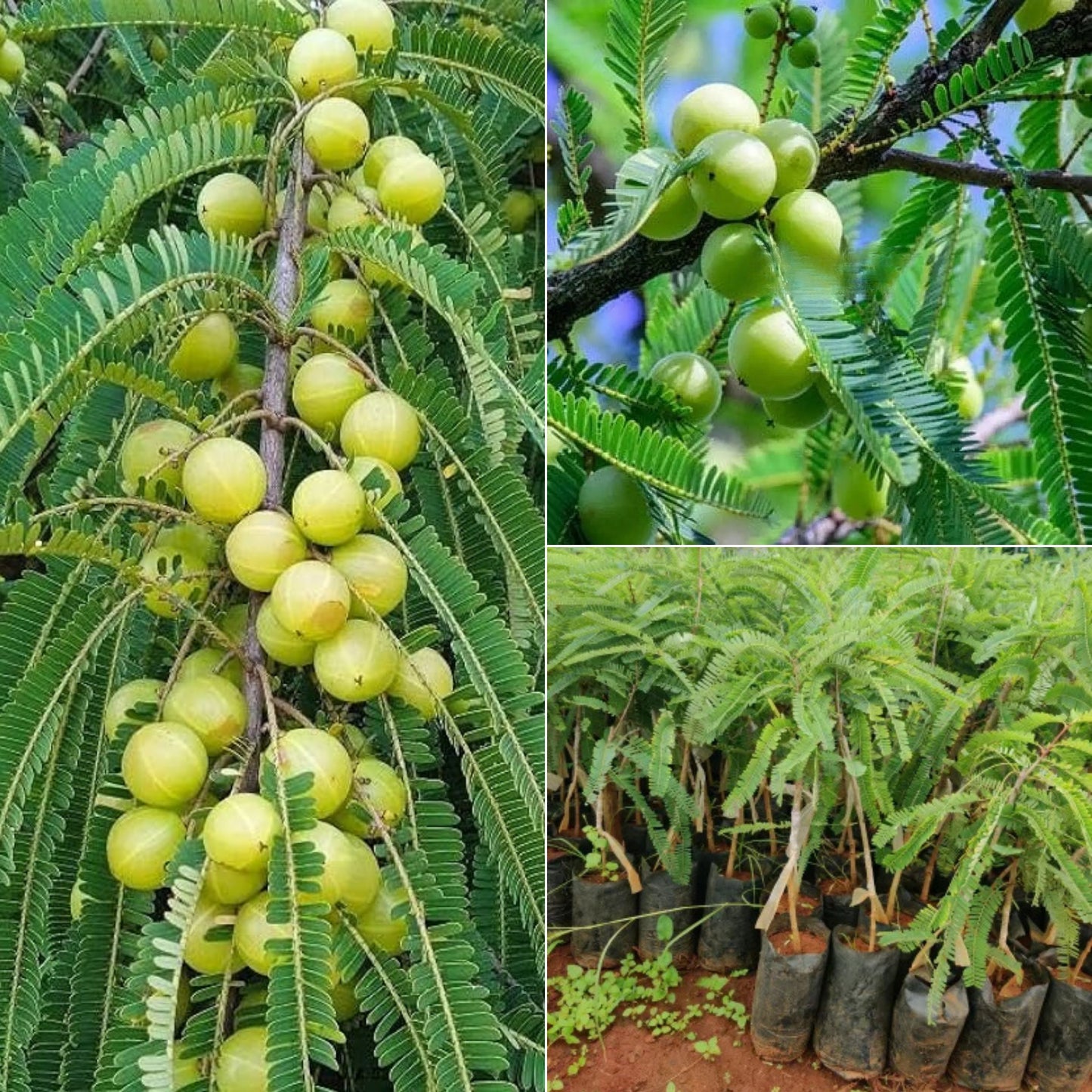 Amla