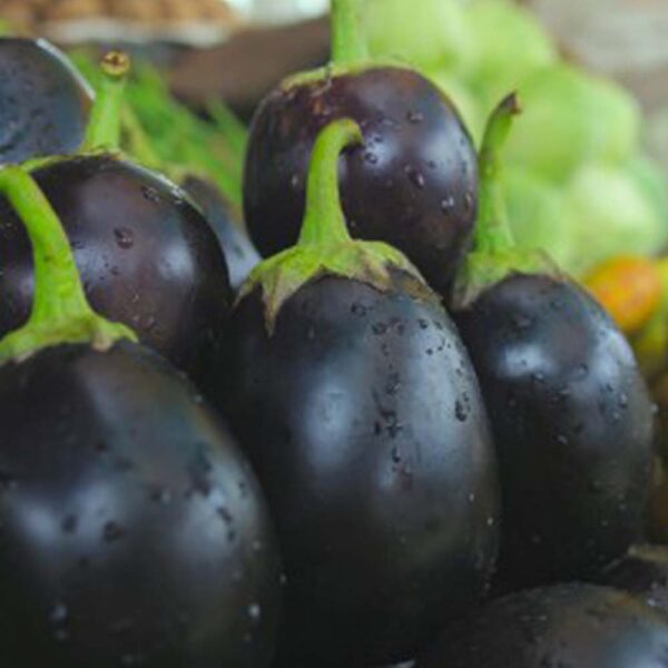 Brinjal Black Beauty Round Seeds