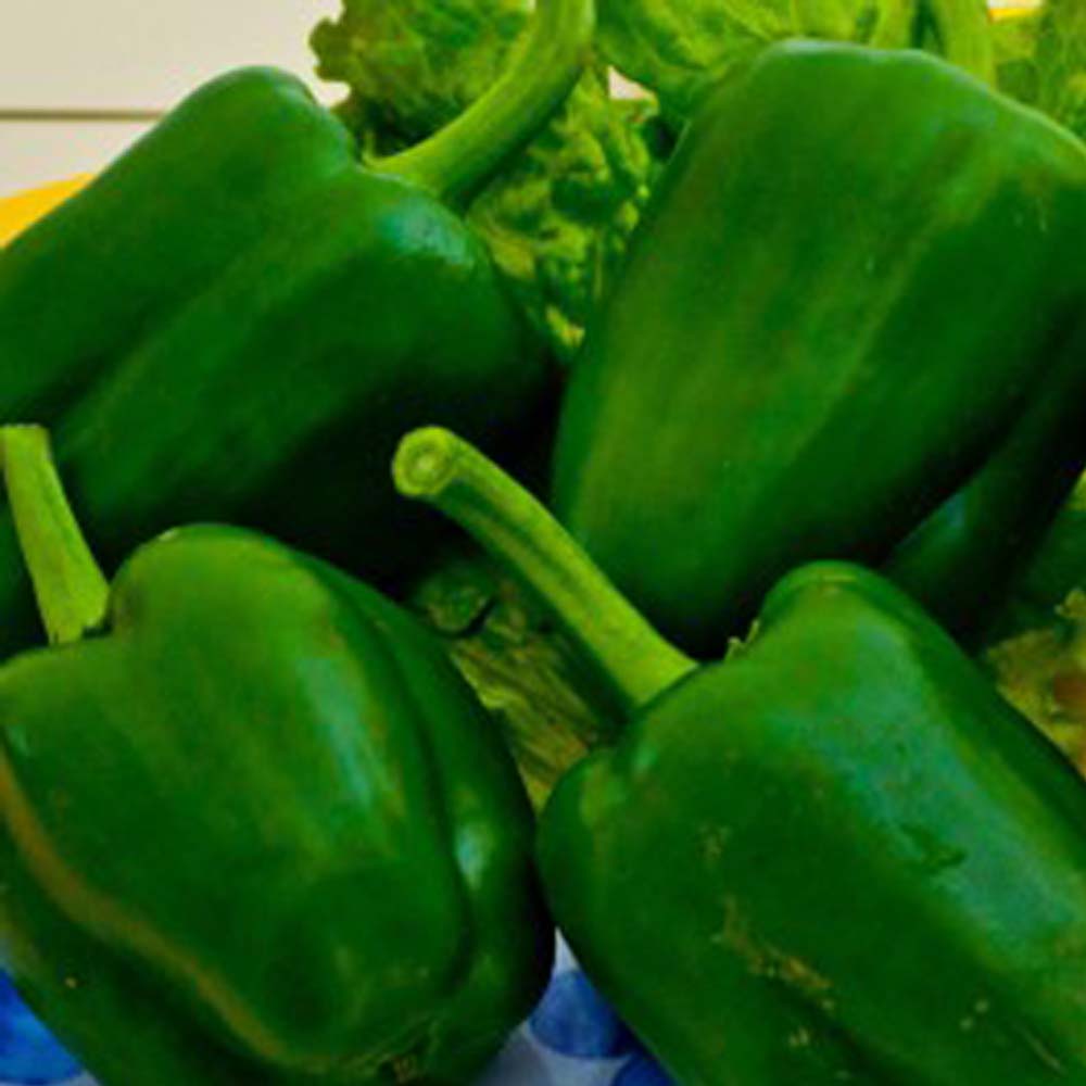 Capsicum Green Wonder Seeds