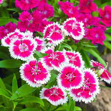 Dianthus Baby Doll Mixed Flower Seeds
