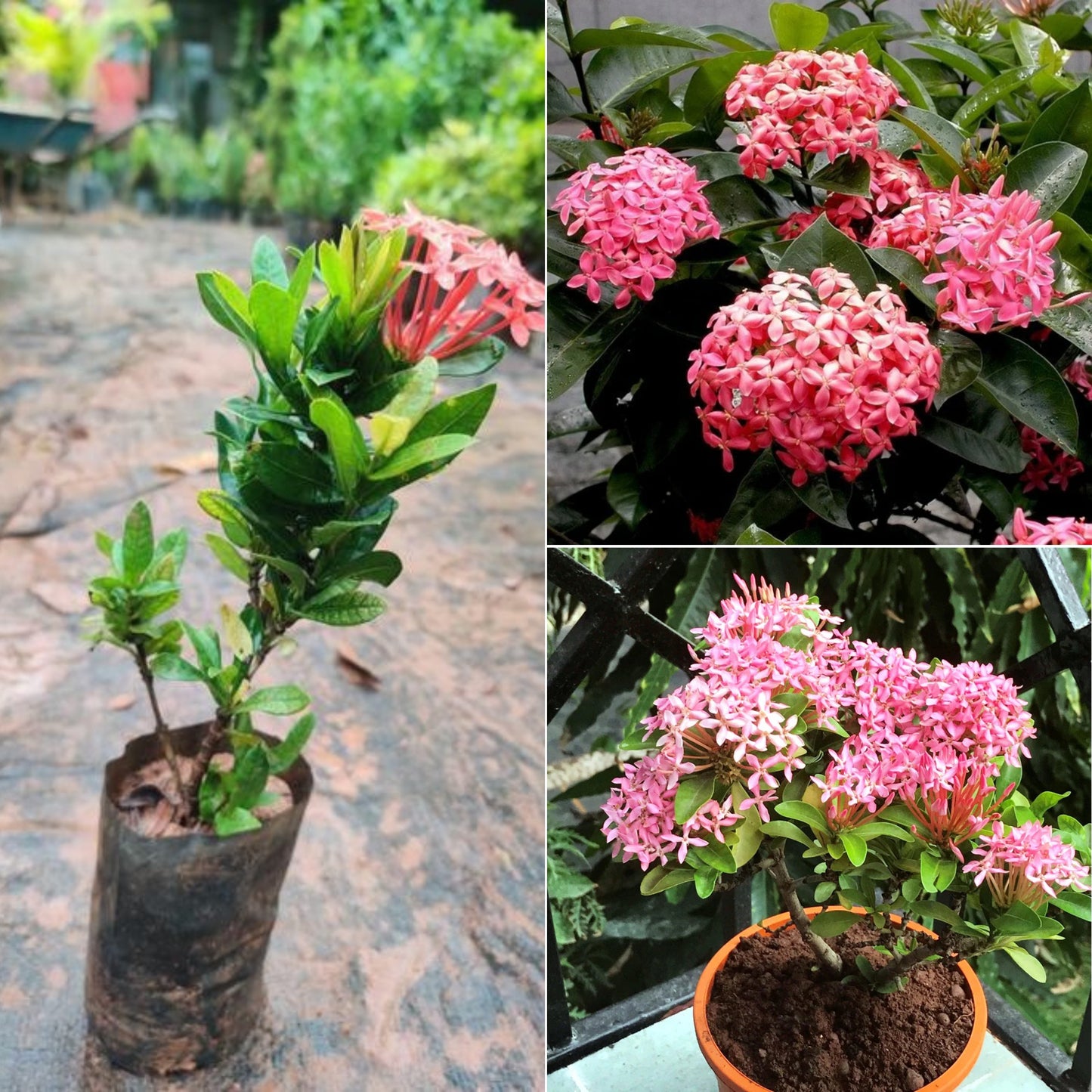 Draft Ixora plant