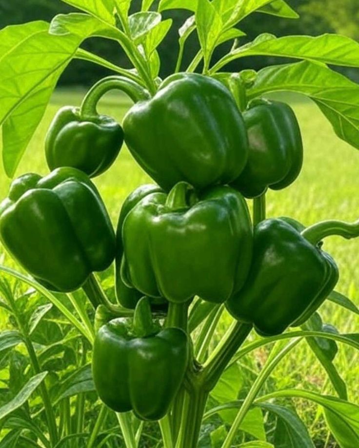 Rainbow Capsicum Seeds Pack – 5 Vibrant Colours!