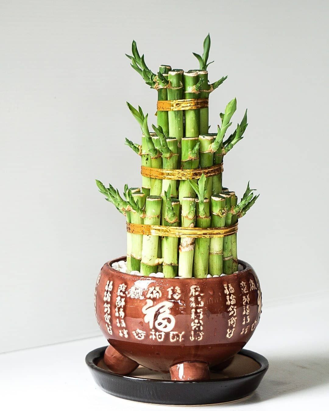 Bamboo stick plant