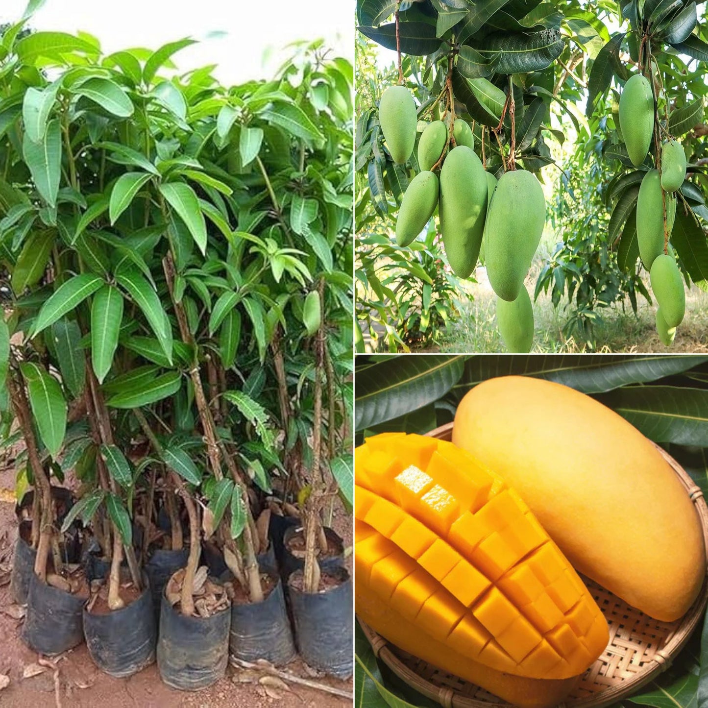 Afghanistan - Noorjahan Mango