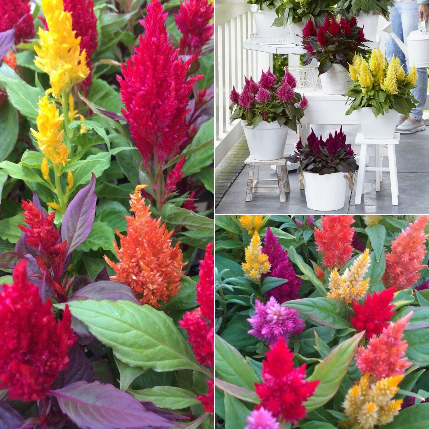 Celosia