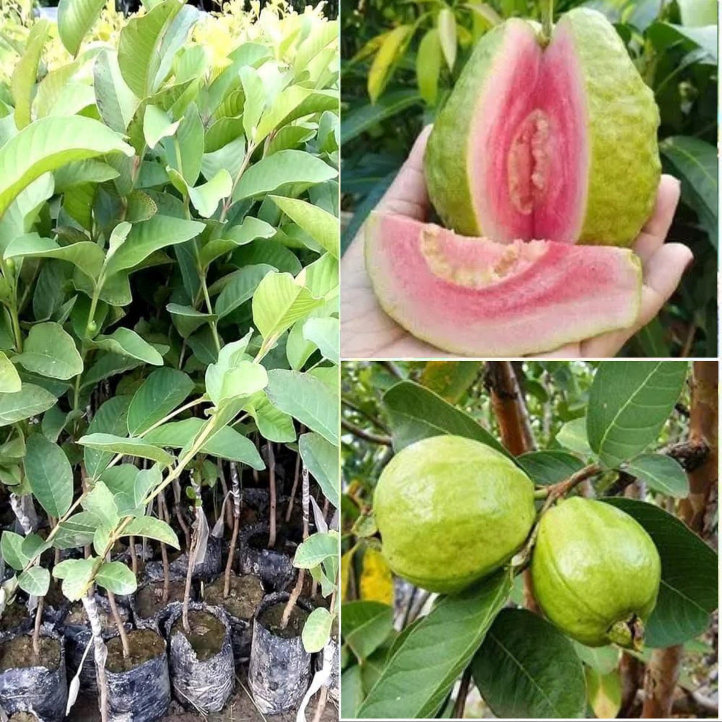 Red Taivan Guava
