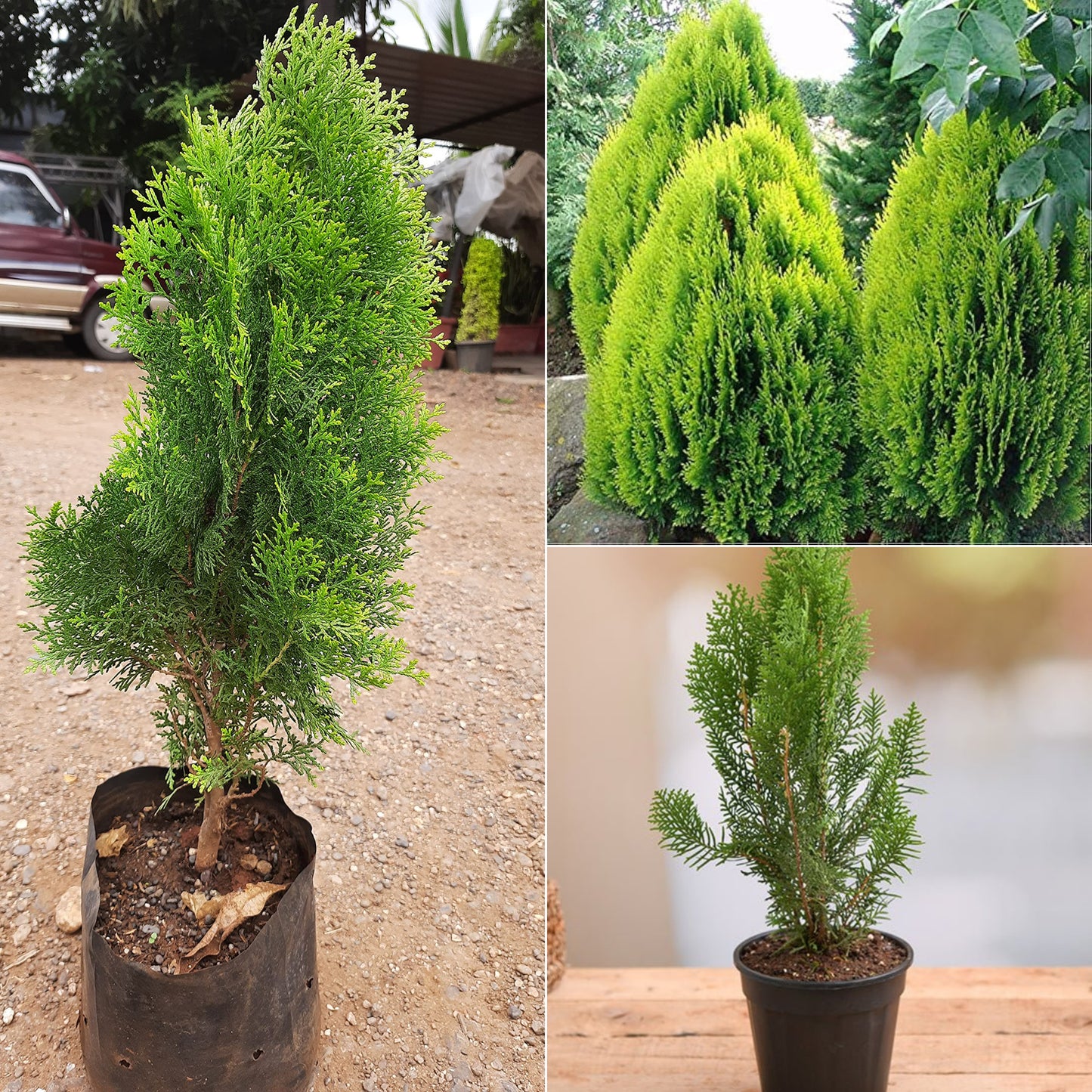 goldan mor phank plant