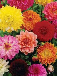 Figaro Type Mixed Dahlia Flower Seeds