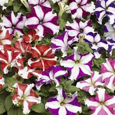 Petunia Star Mix Flower Seeds