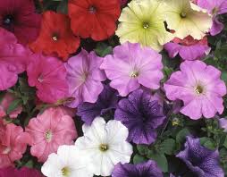 Nana Compacta Dwarf Mixed Flower Seeds