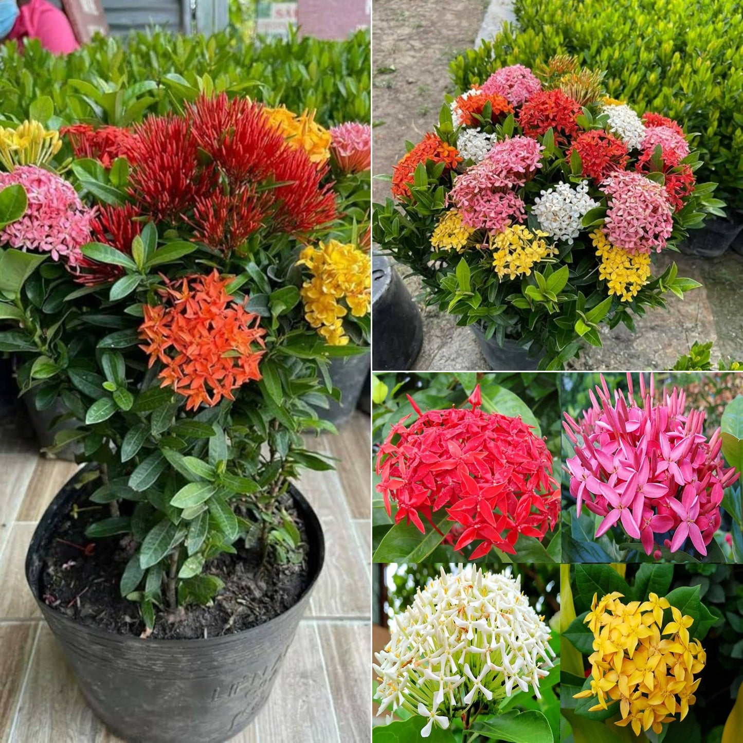 Ixora mix plant