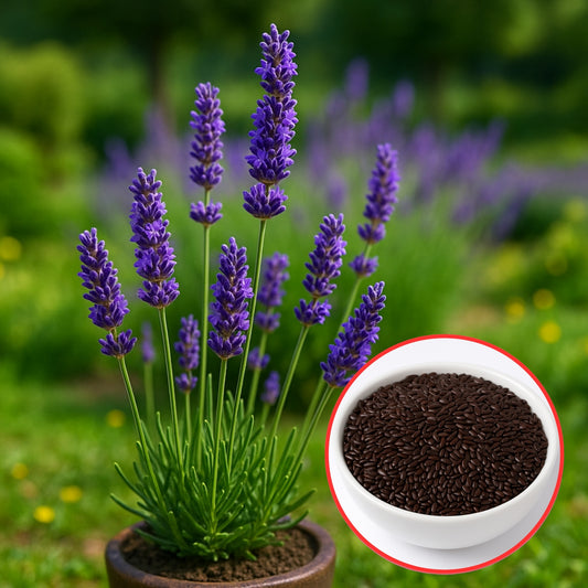 Lavender Seeds