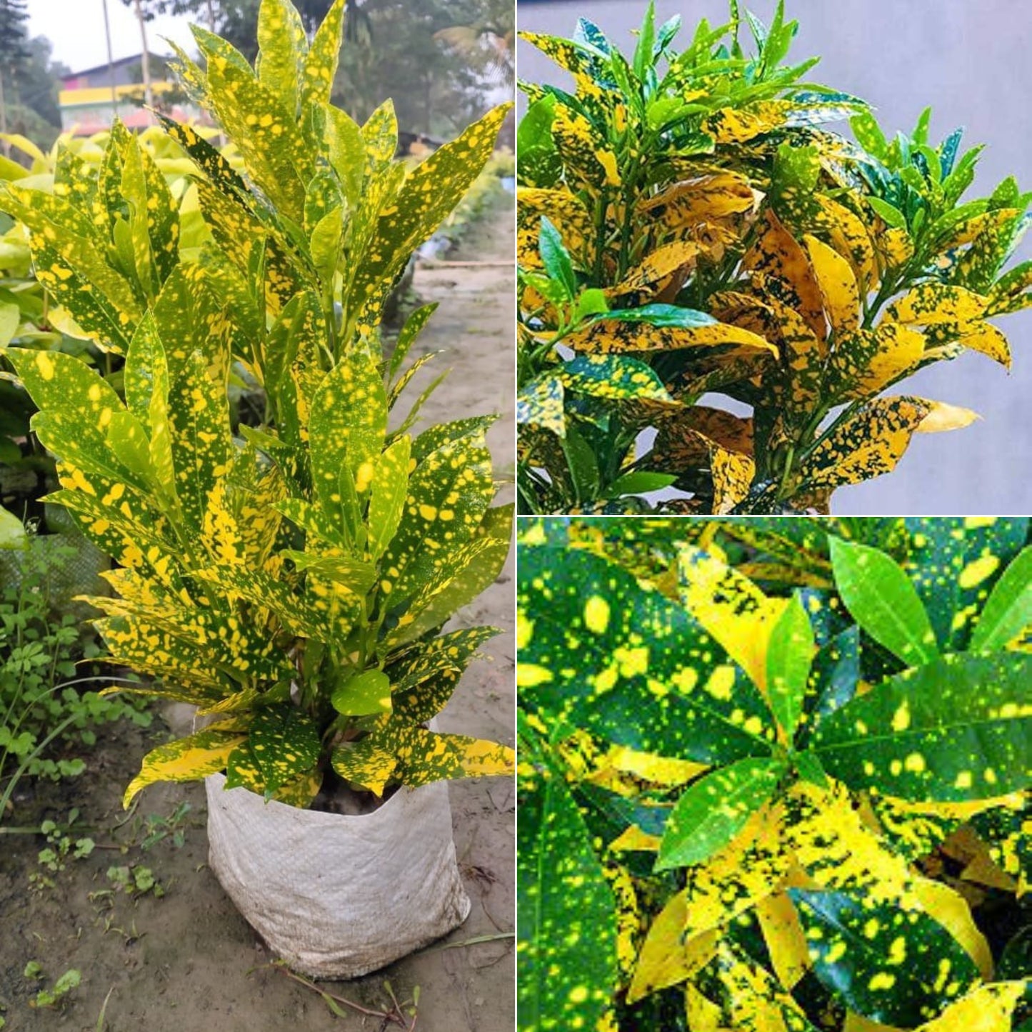 Lemon Croton plant