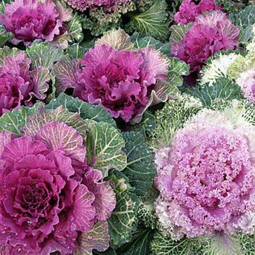 Ornamental Kale Fringed Mixed Seeds