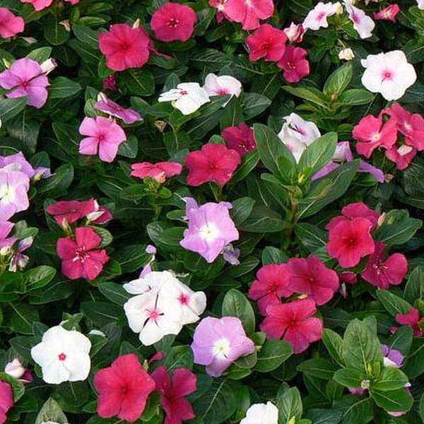 Vinca New Day F1 Series Flower Seeds