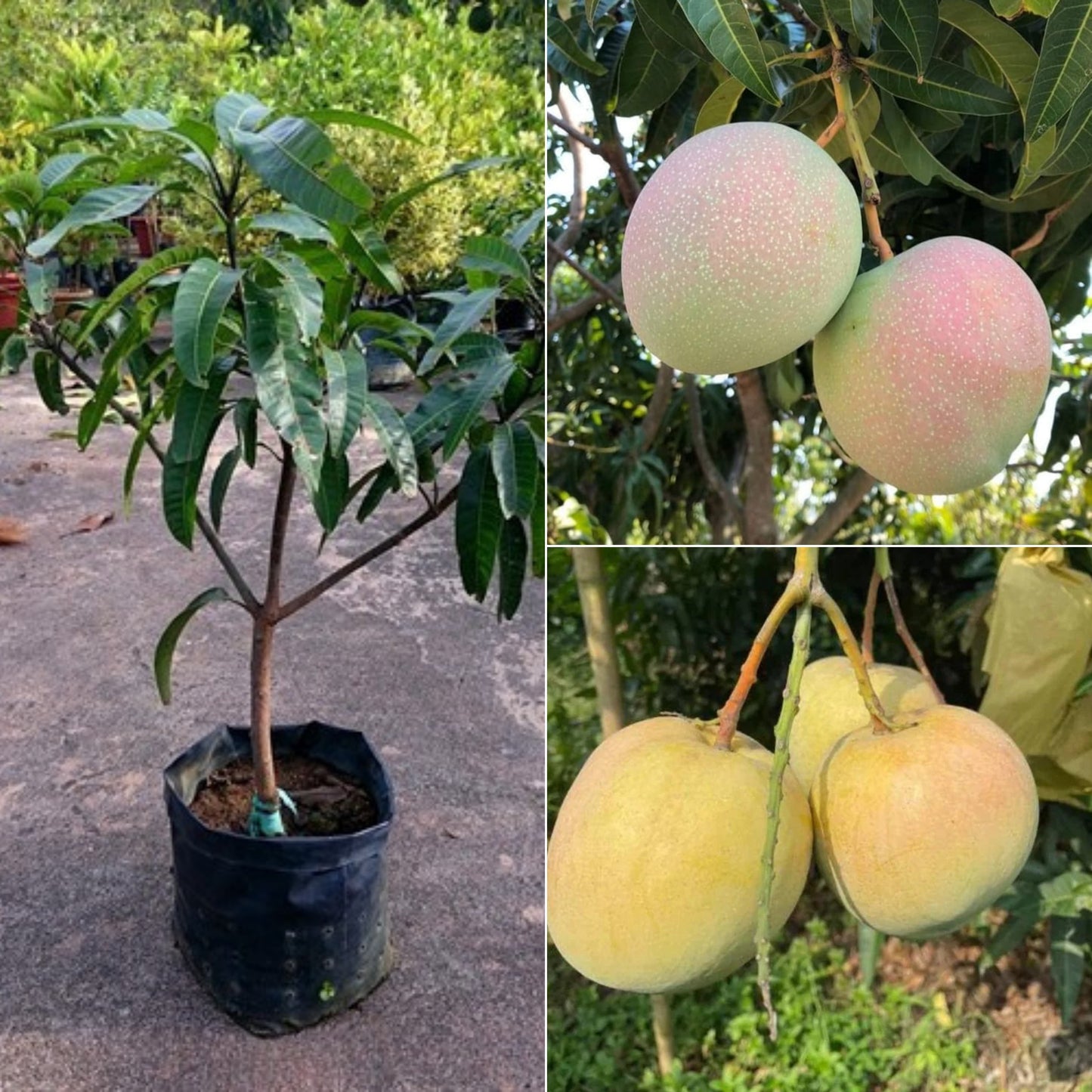 Australia - R2 E2 Mango