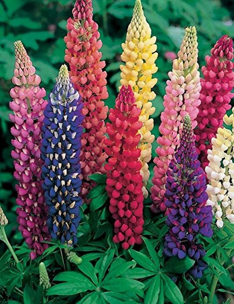 Pixie Delight Flower Seeds