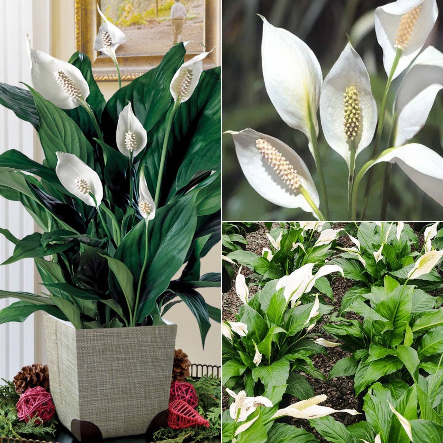 Peace lilly