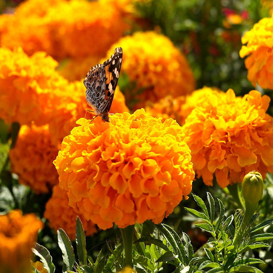 Marigold Tagetes Erecta Taishan F1 African Orange Seeds