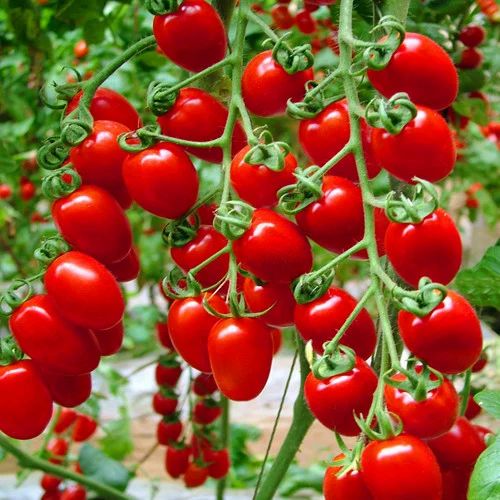 Tomato Cherry Red Seeds