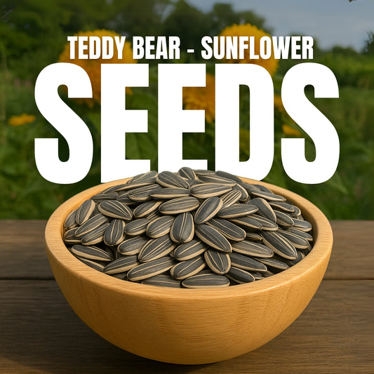Teddy Bear Sunflower - Buy 1 Get 1 Free (160 Seeds)
