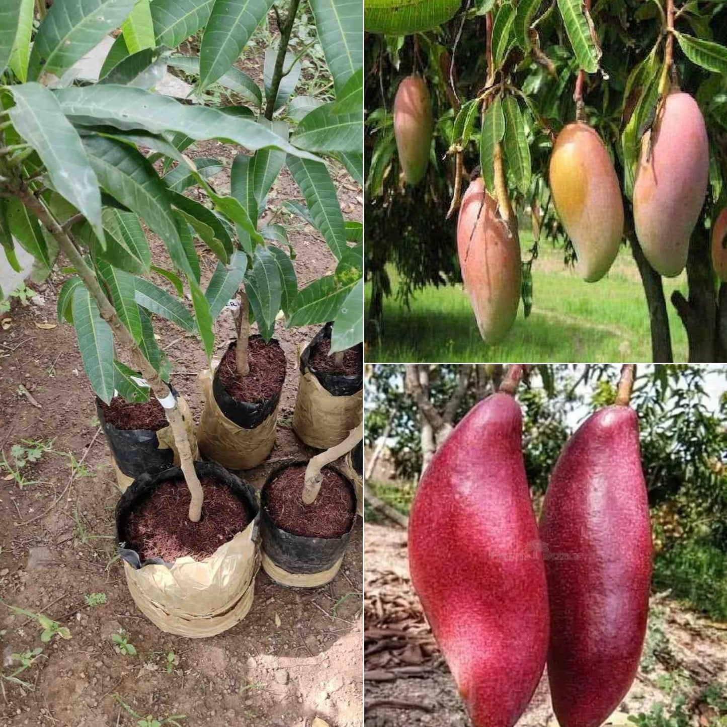 Thailand - Chiangmai Mango