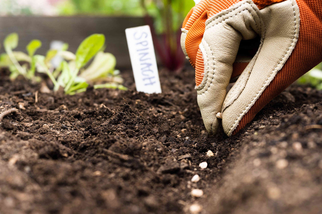 Big Things Start Small: Why Choosing the Right Seeds Matters for Every Gardener