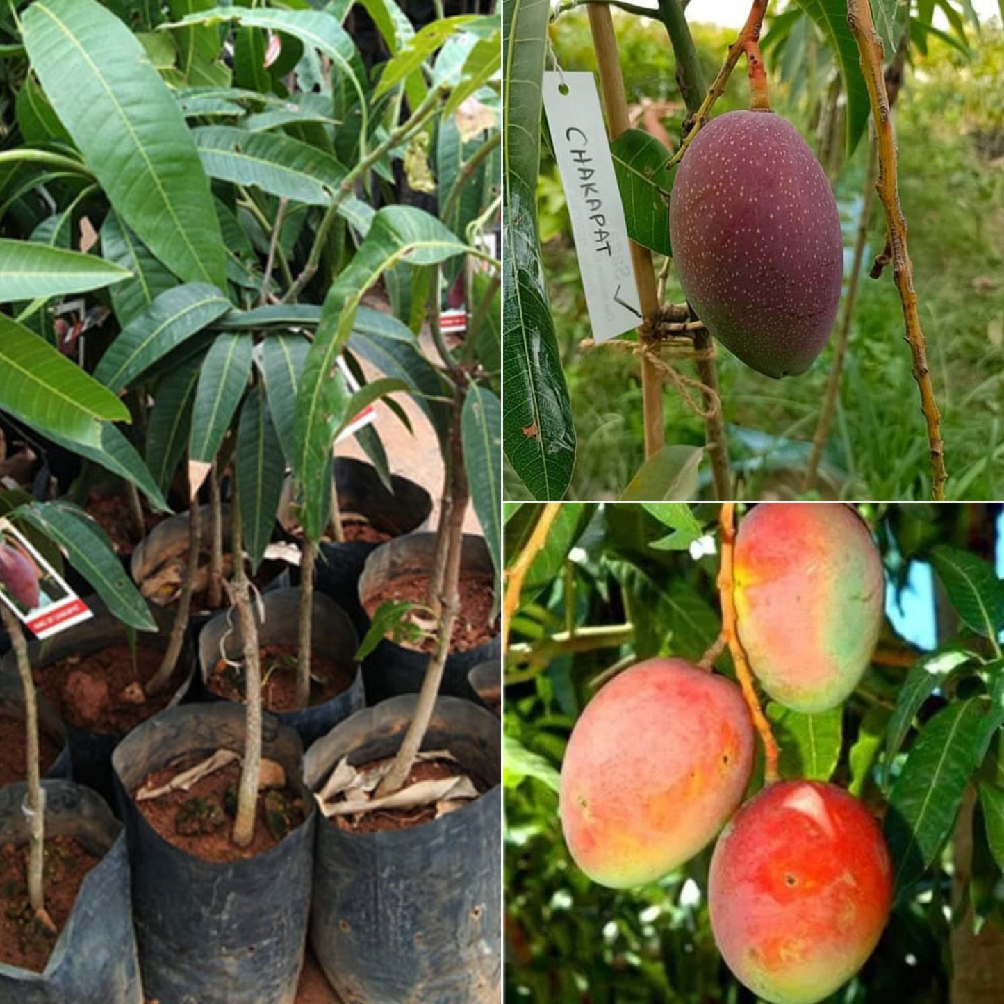 Taiwan - King of Chakpati