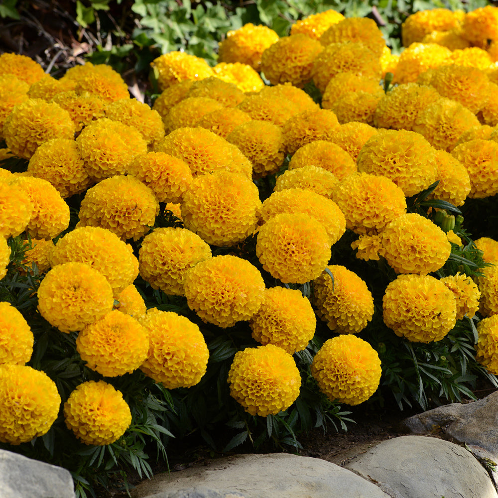 Marigold Tagetes Erecta Taishan F1 African Gold