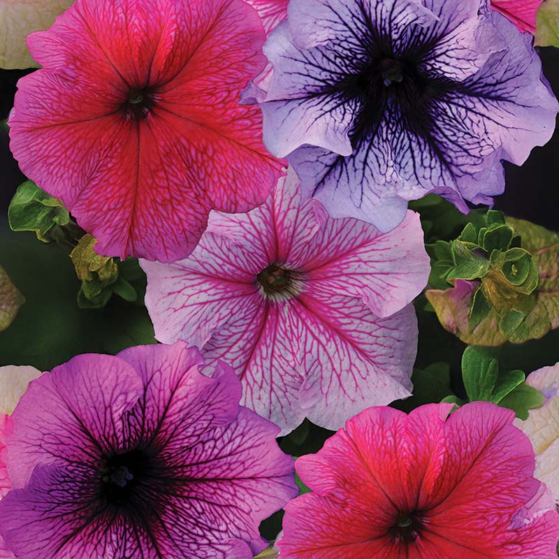Petunia Daddy Series Flower Seeds