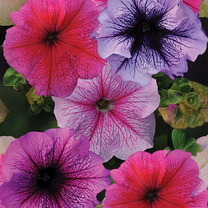 Petunia Daddy Series Flower Seeds